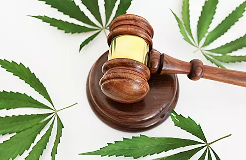 TÜV Thüringen INSIDER: Grünes Licht für Cannabis – klare Sicht oder trübe Aussichten?